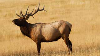 Bull elk, Yellowstone National Park