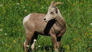 Bighorn sheep, Glacier National Park