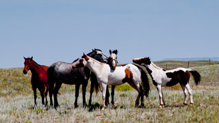 Horses on the Blackfeet Indian Reservation