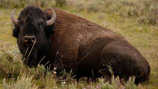 Bison, Yellowstone National Park