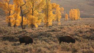 Bison in Yellowstone's Lamar Valley