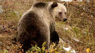 Grizzly bear