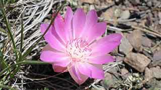 Bitterroot in the Scratchgravel Hills
